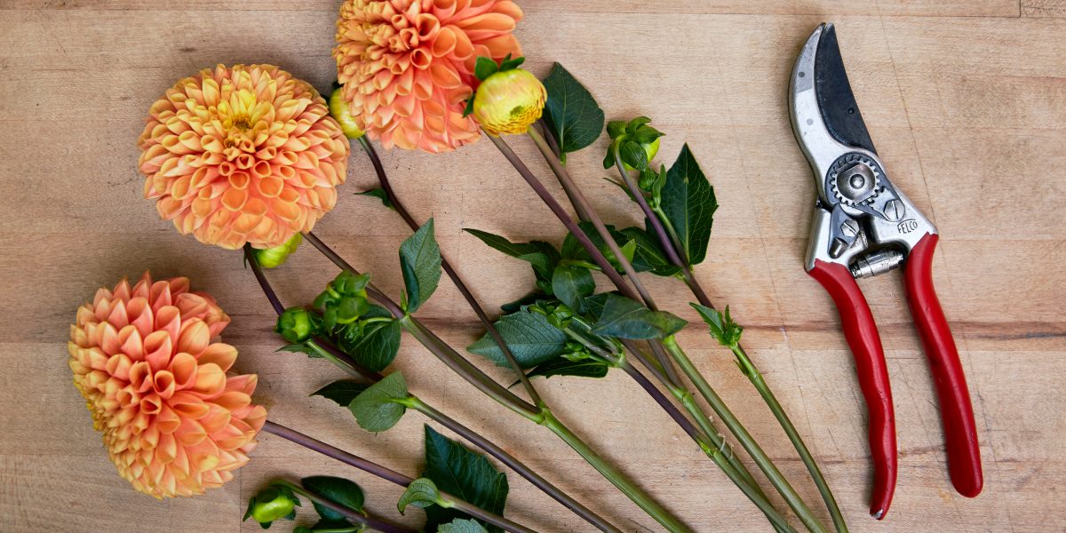 Felco Pruning Shears