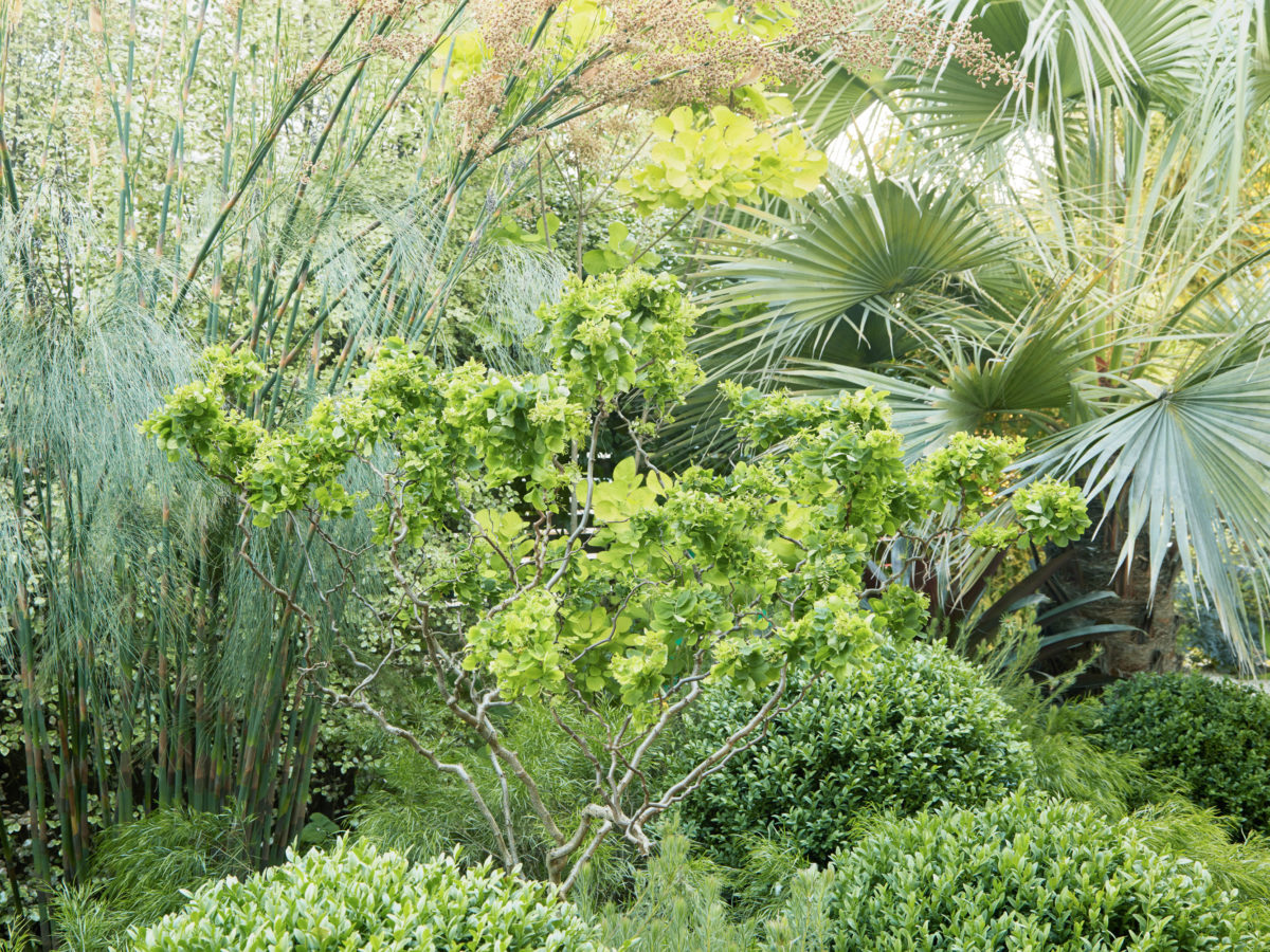 Garden Plant Texture