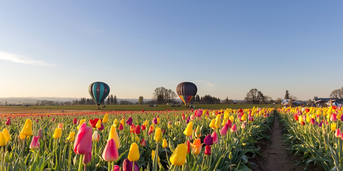 Tulips and Balloons