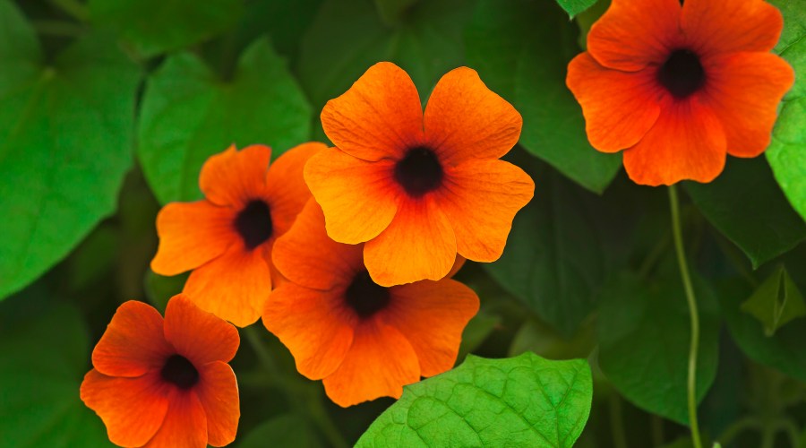 black-eyed-susan-vine