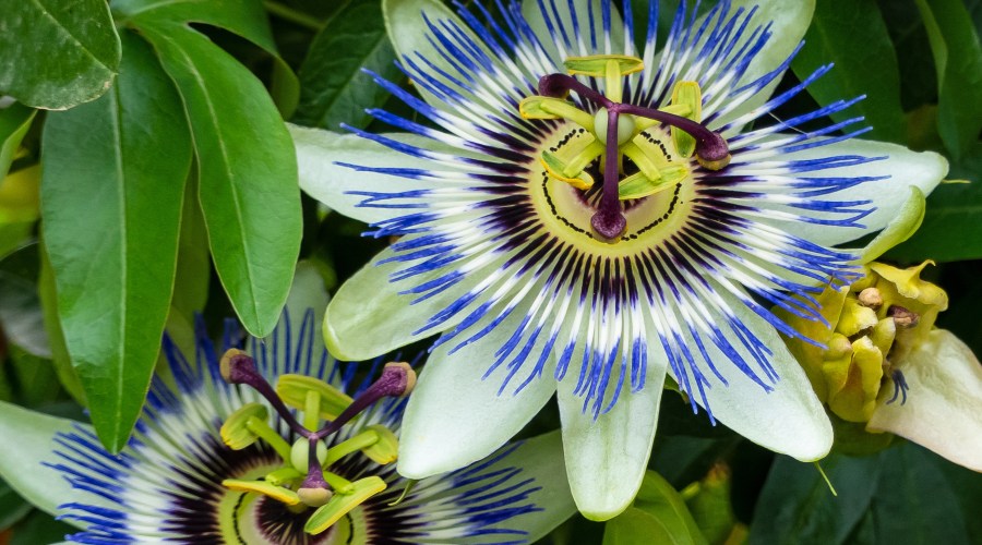 passion-flower
