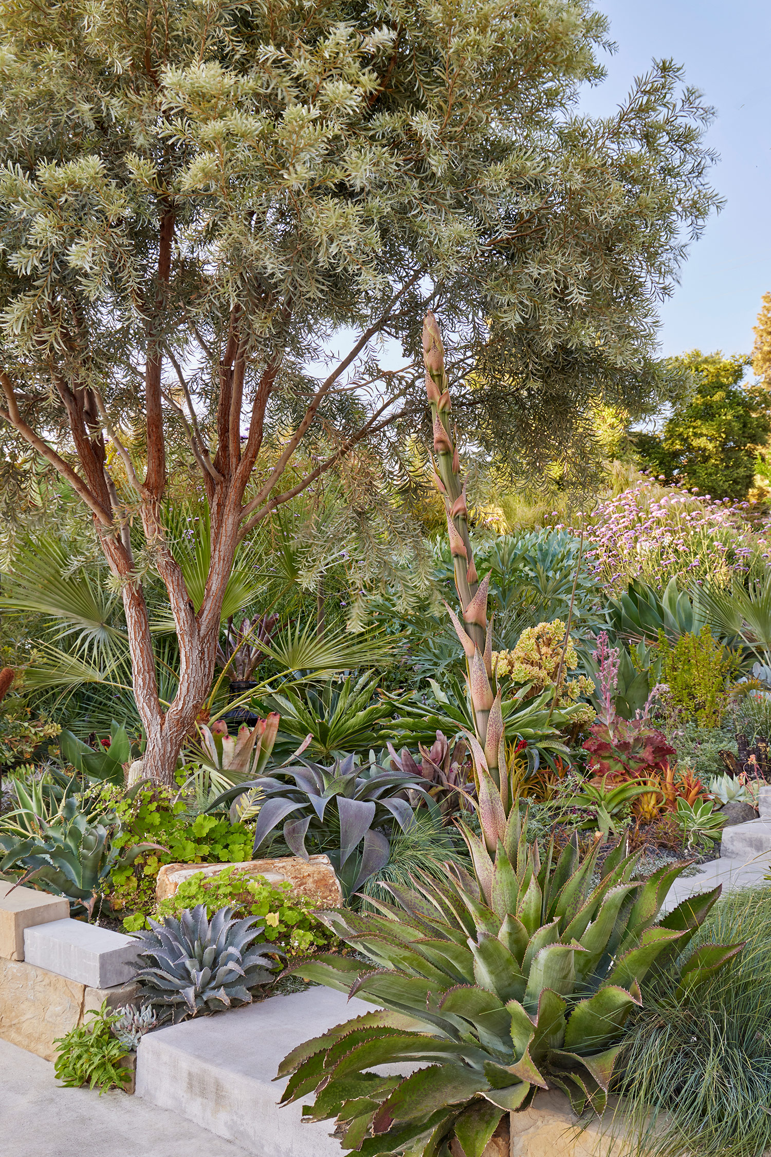 Foliage from Designing the Lush Dry Garden