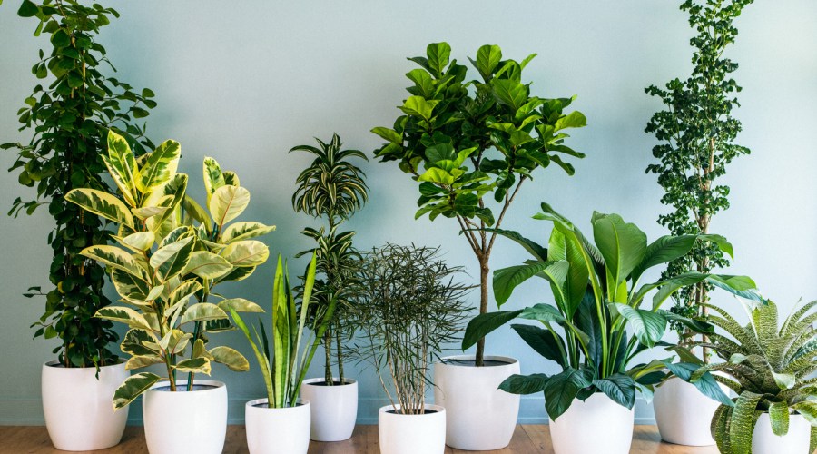houseplants-as-decor