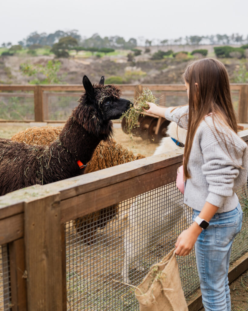Fox Point Farms Alpaca