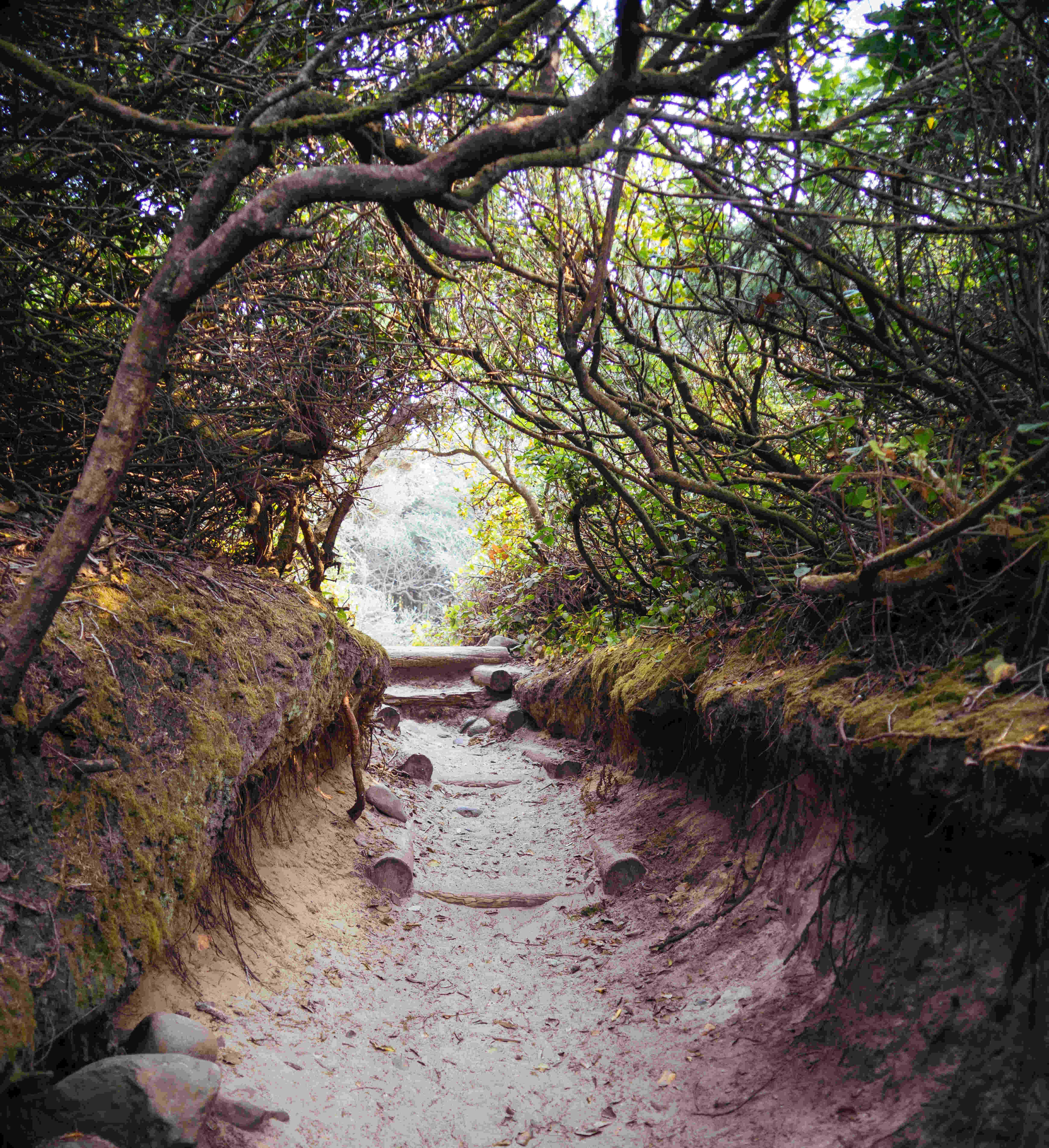hobbit-trail-10-miles-n-on-hwy-101-connects-the-highway-beach-lighthouse-and-washburne-state-park