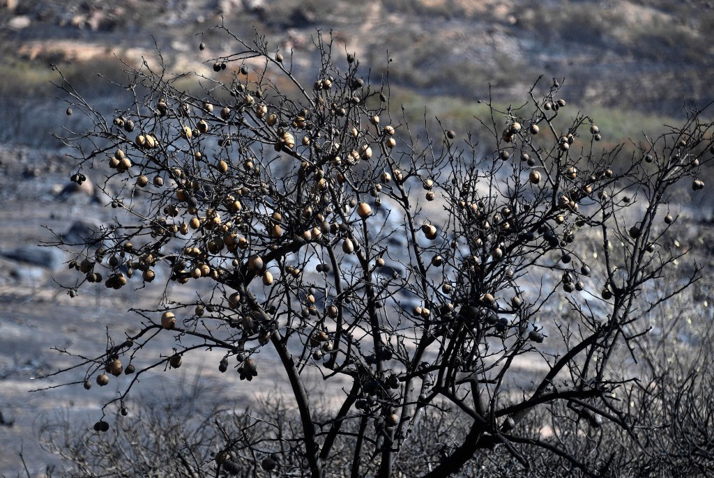 How to Safeguard Your Landscape After a Wildfire