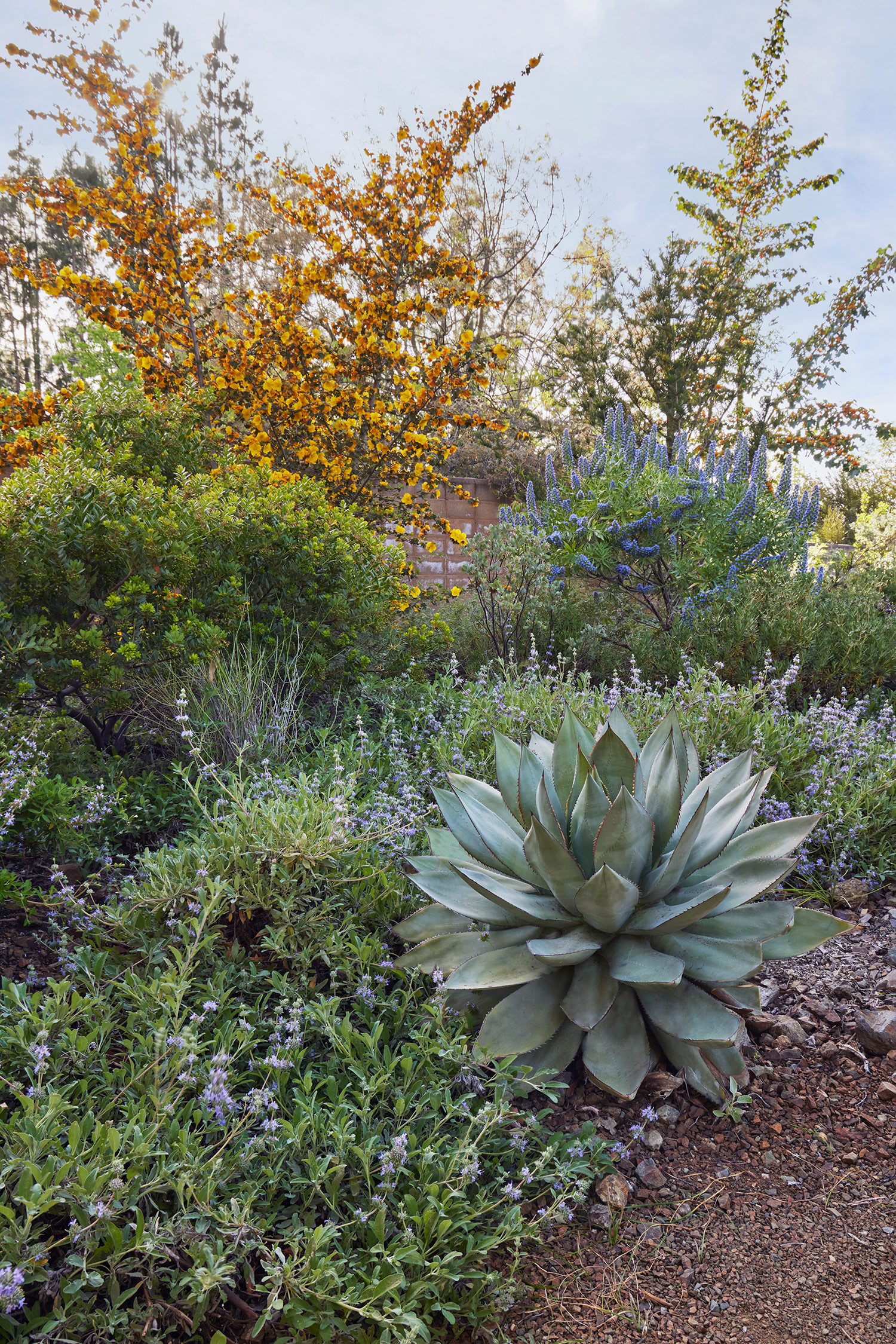 Garden Palette from Designing the Lush Dry Garden