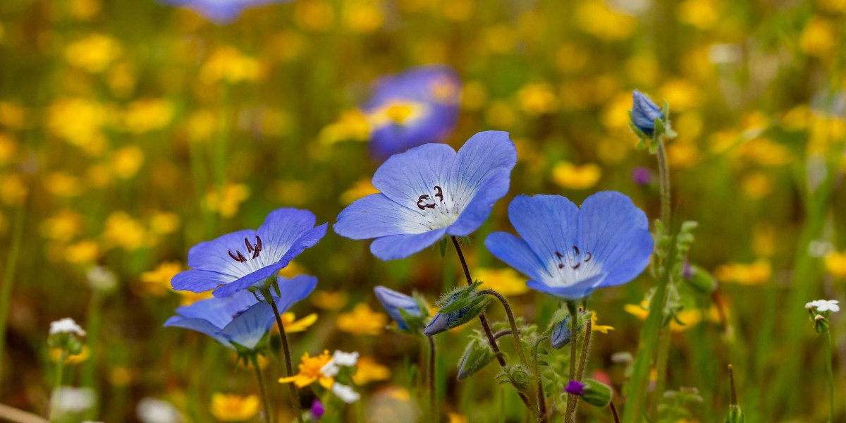 Nemophila menziesii Baby Blue Eyes