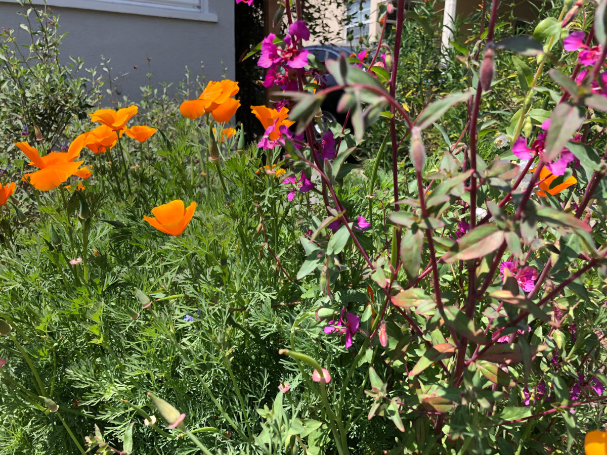 Elegant clarkia (Clarkia unguiculata) and California Poppy (Eschscholzia californica)