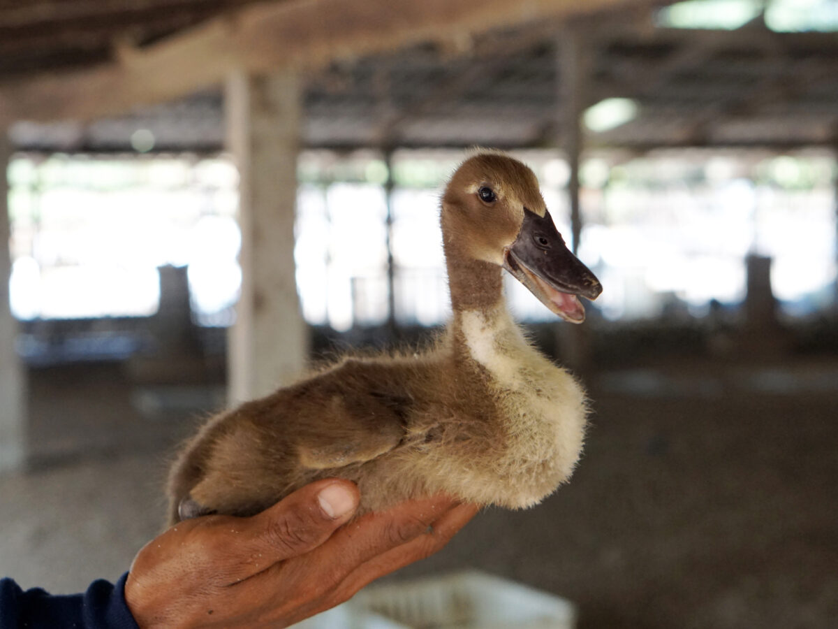 Khaki Campbell Duckling