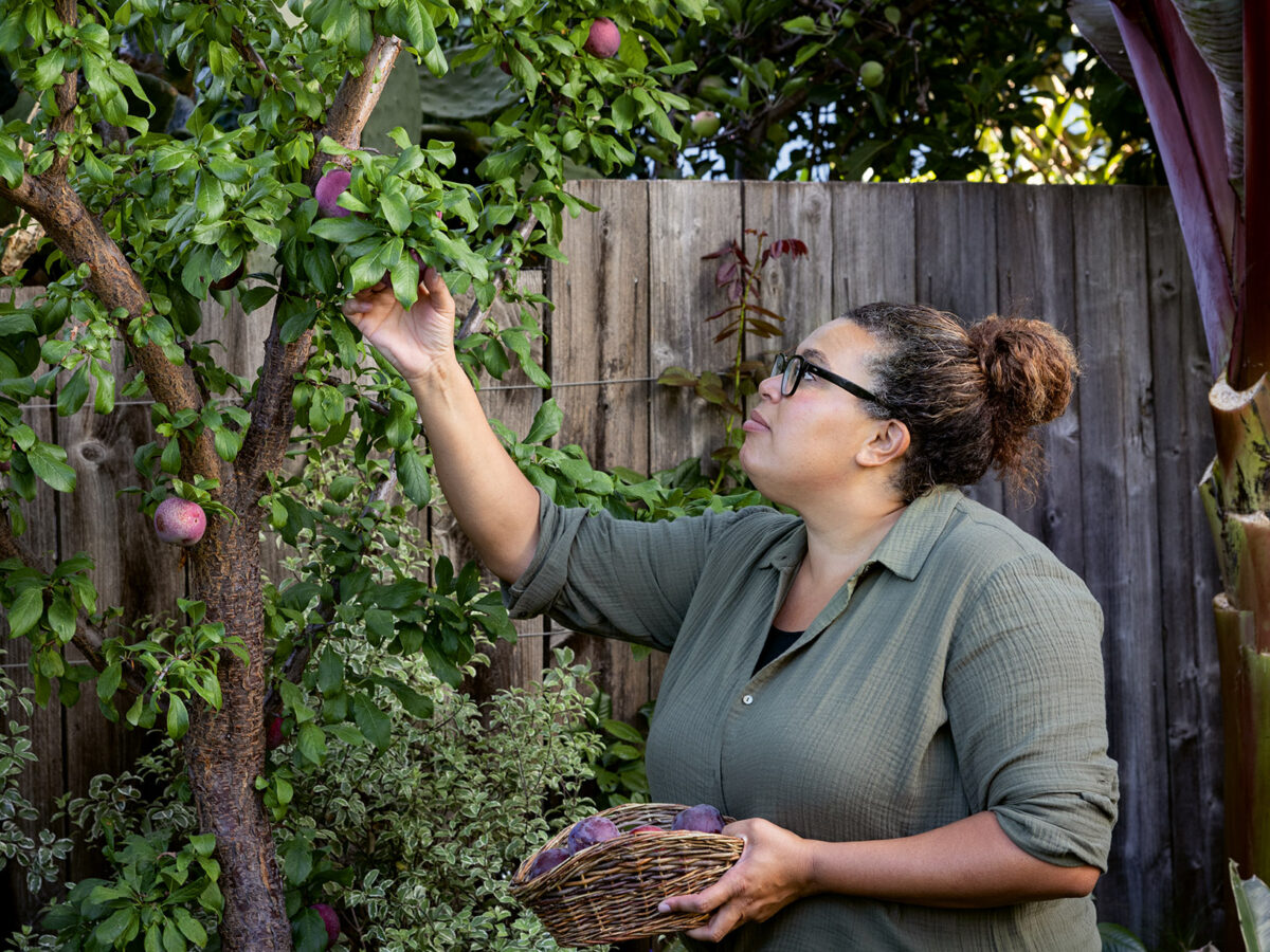 Leslie Bennett Harvesting Plums