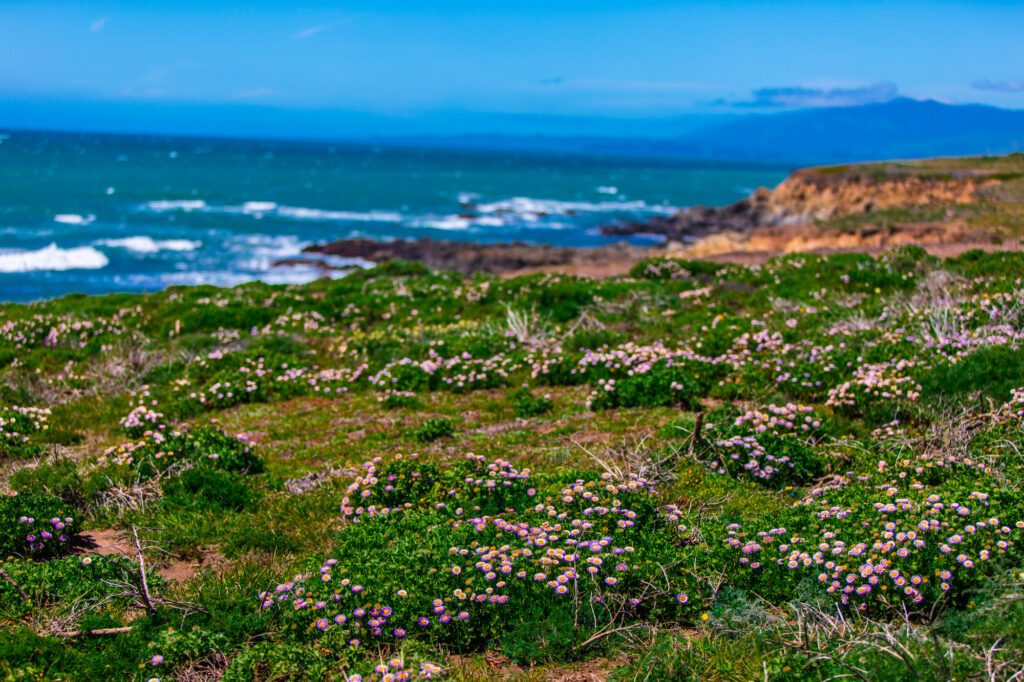 Fiscalini Ranch Preserve