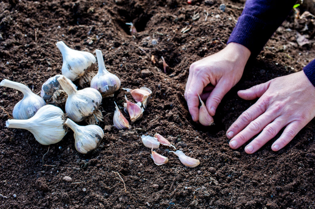 Garlic Planting