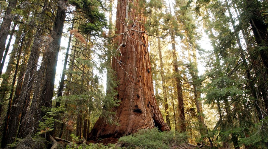 giant-sequoia-national-monument-ca