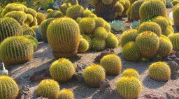 Golden Barrel Cactus
