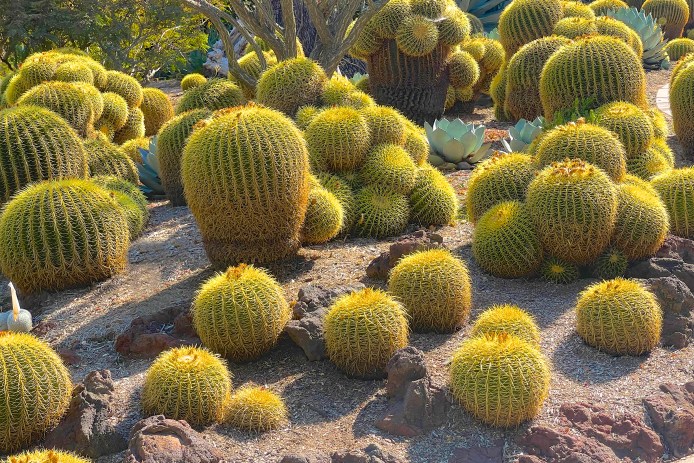 Golden Barrel Cactus