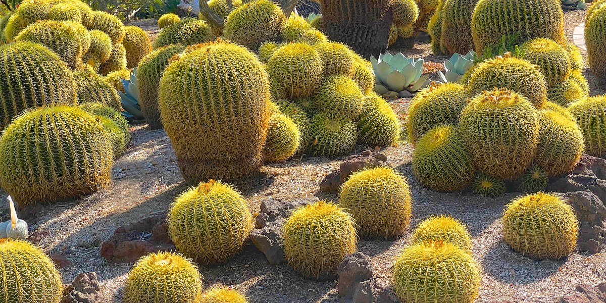 Golden Barrel Cactus