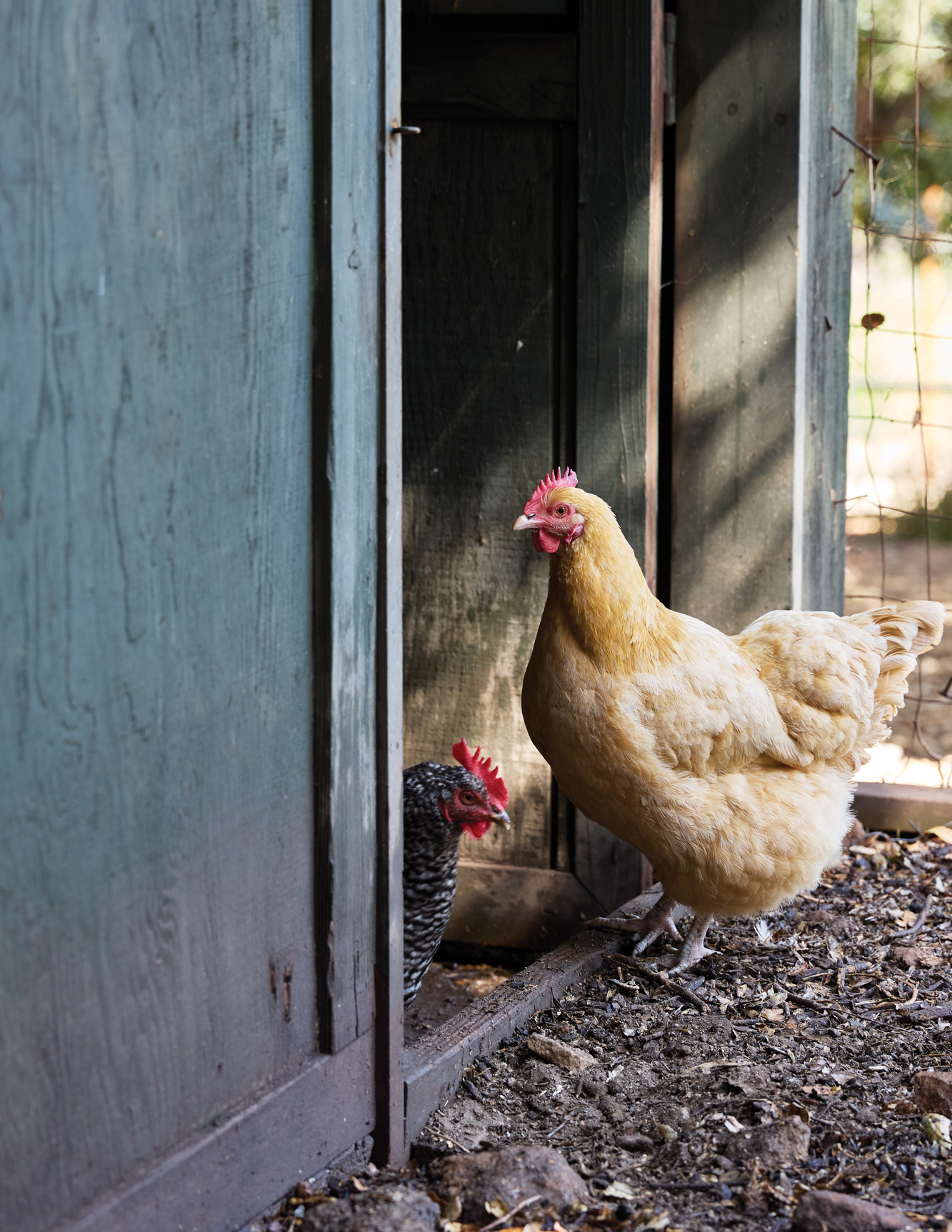 Golden Door Chicken Coop Hens