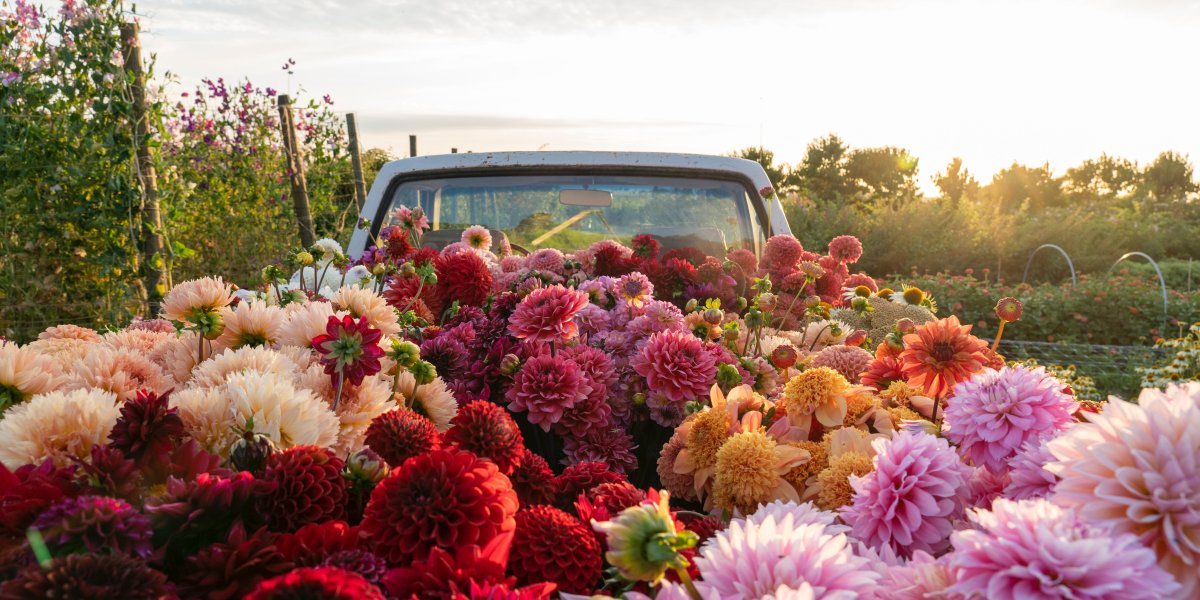 Truck Full of Flowers