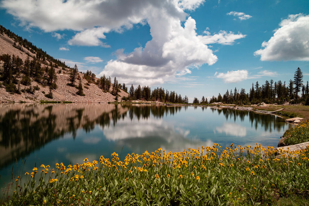 Great Basin National Park Johnson Lake Flowers