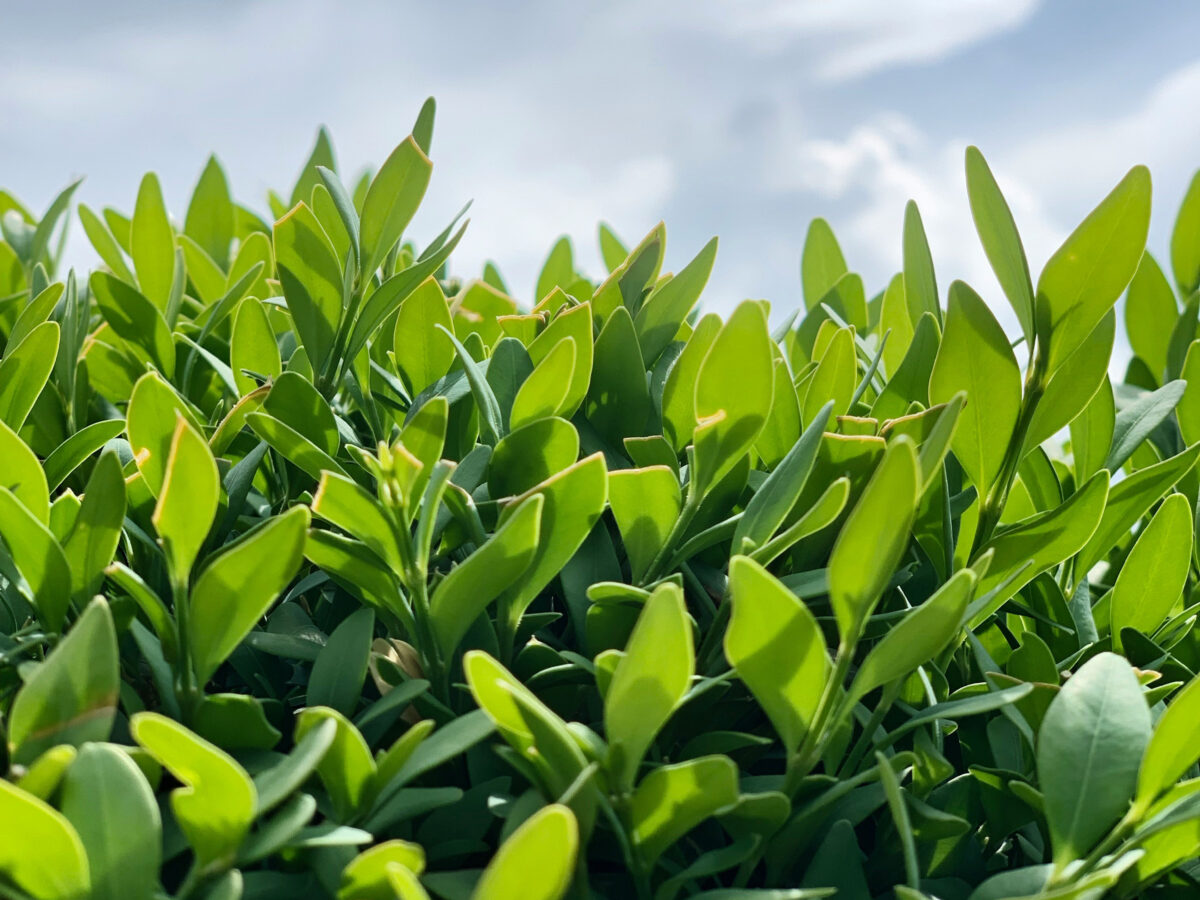Boxwood