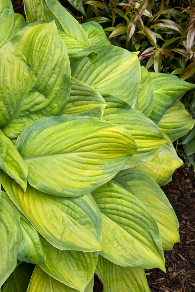 Hosta Guacamole Fern
