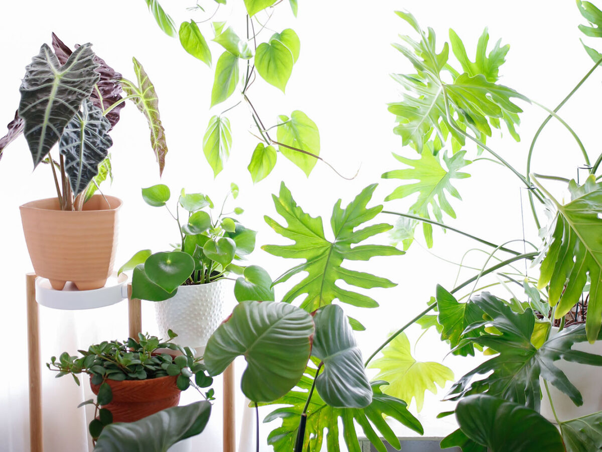 Houseplants in Bay Window
