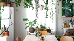 Houseplants in Dining Room