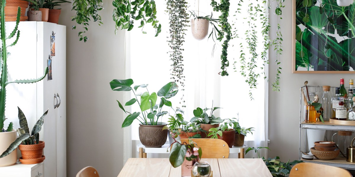 Houseplants in Dining Room