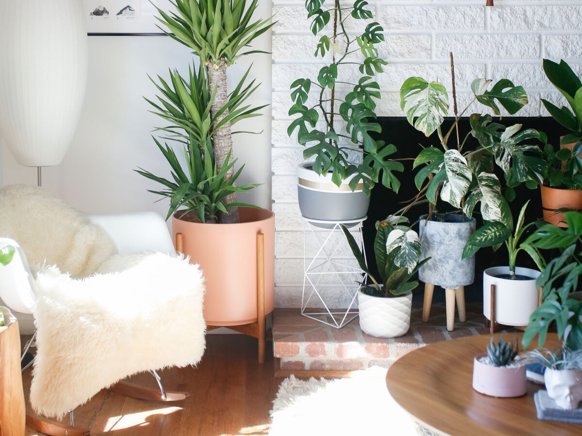 Houseplants in Living Room