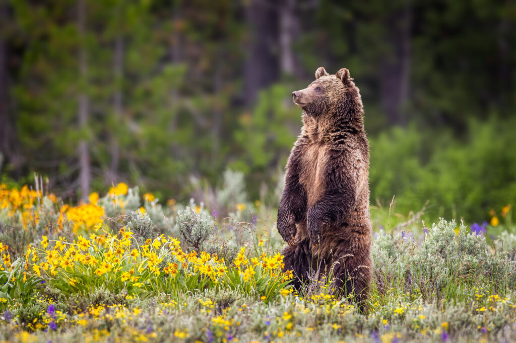 Grizzly Bear Standing in a Meadow of Flowers