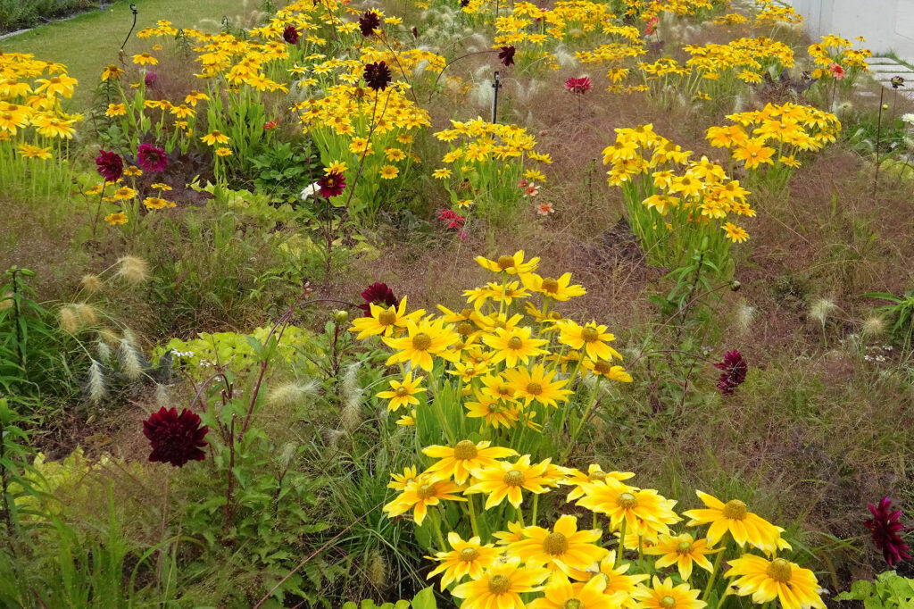 Rudbeckia hirta 'Prairie Sun'