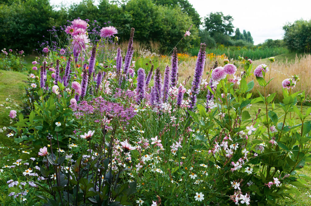 Liatris spicata 'Dense Blazing Star'