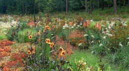 Summer Border with Moonfire Dahlias