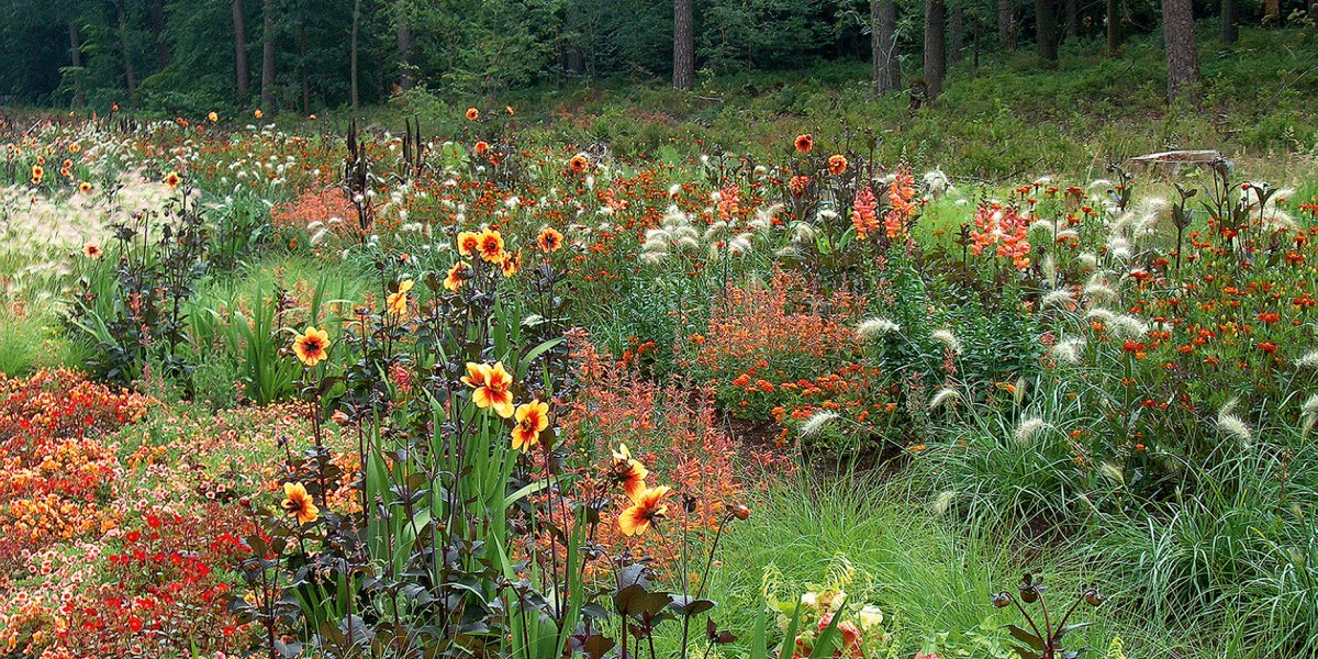 Summer Border with Moonfire Dahlias