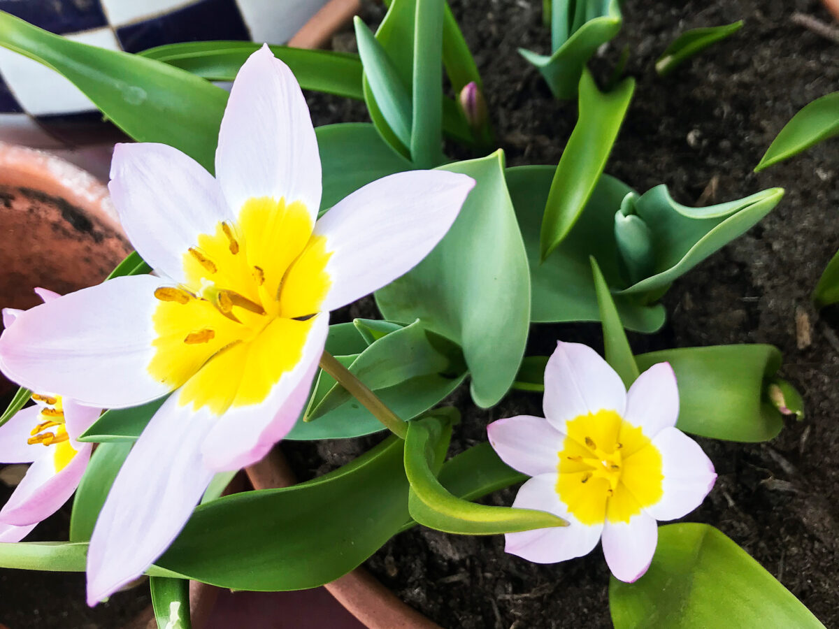 Tulipa Bakeri 'Lilac Wonder'