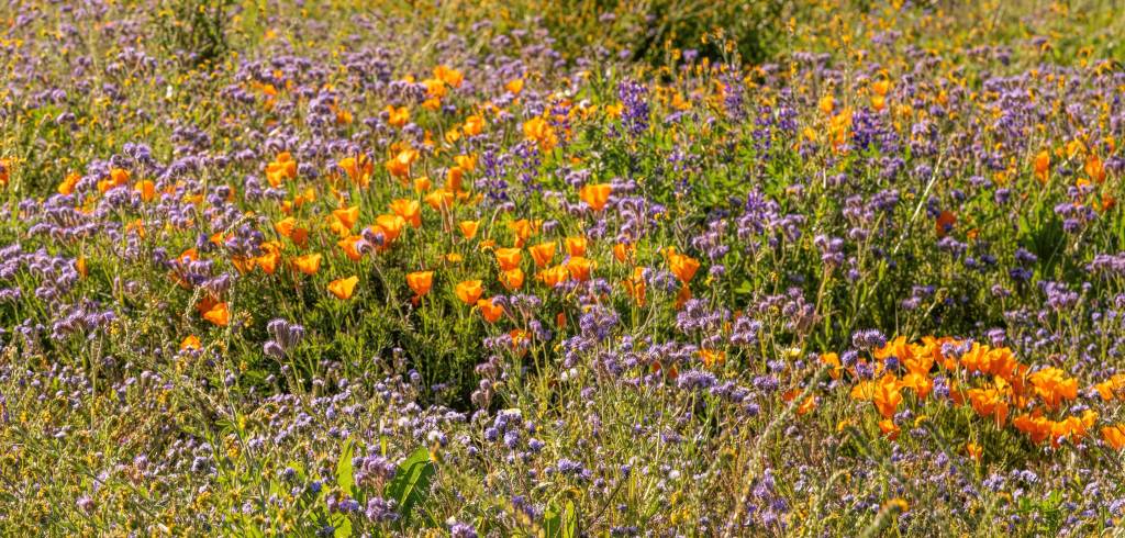 5 Cool-Season Natives That You Should Plant Right Now