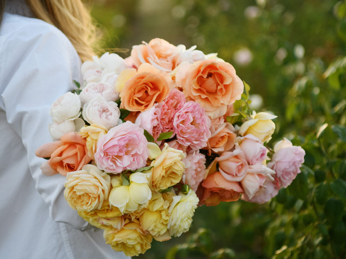 Yellow and orange roses