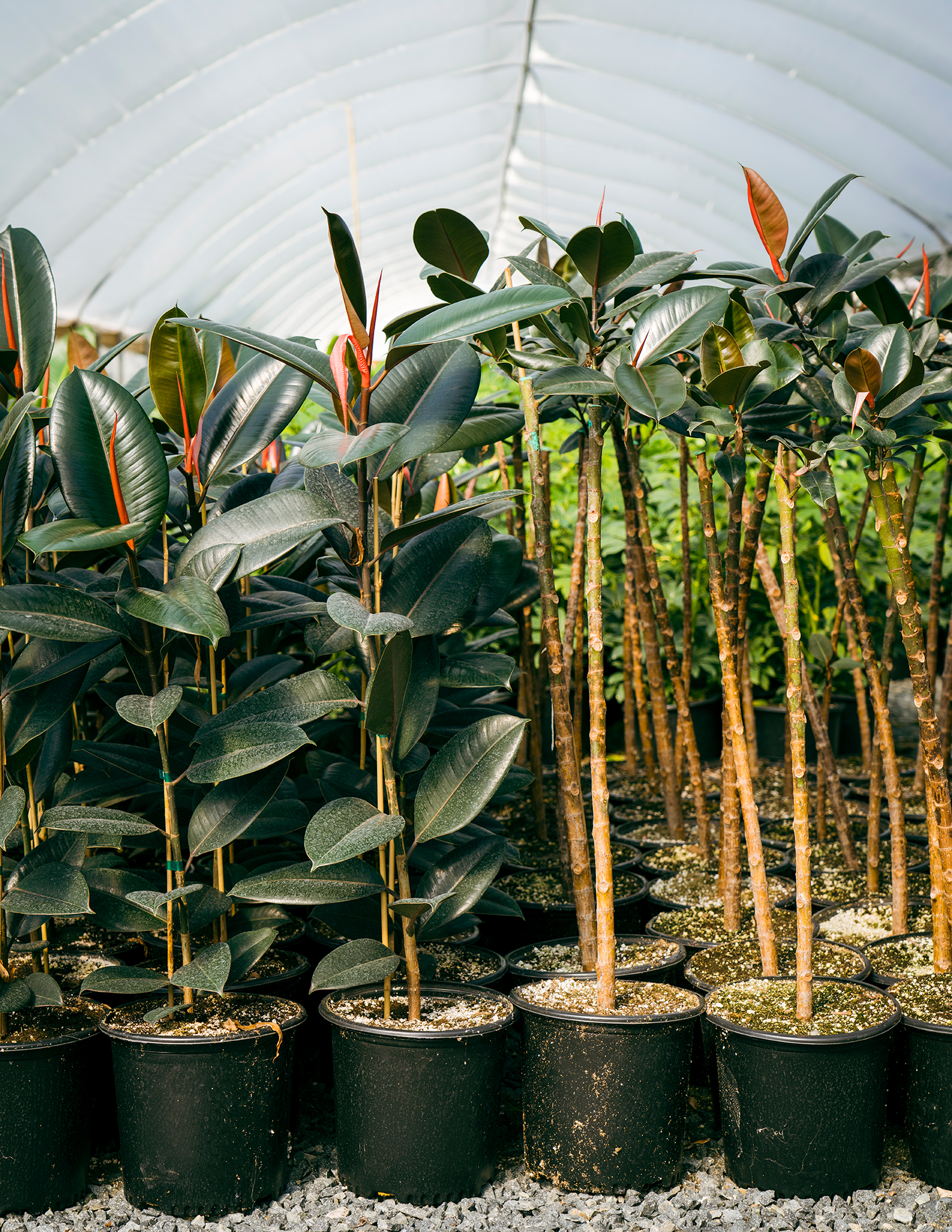 Grubb Nadler Nursery Plants
