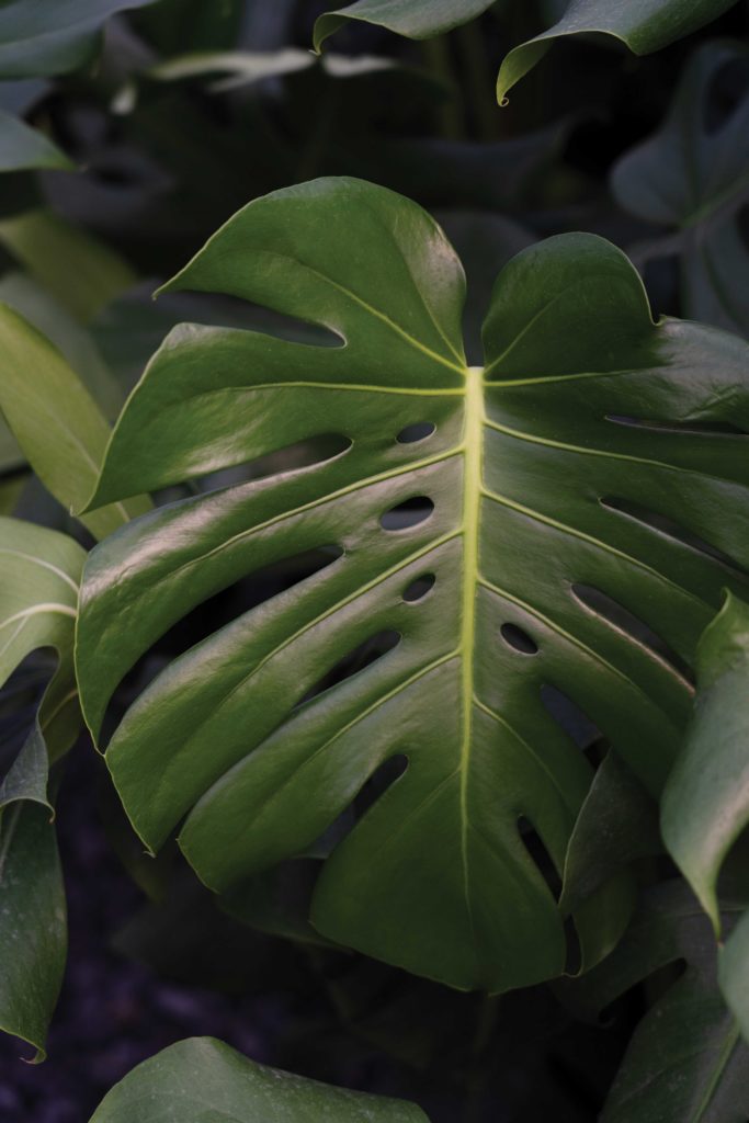 Monstera Deliciosa