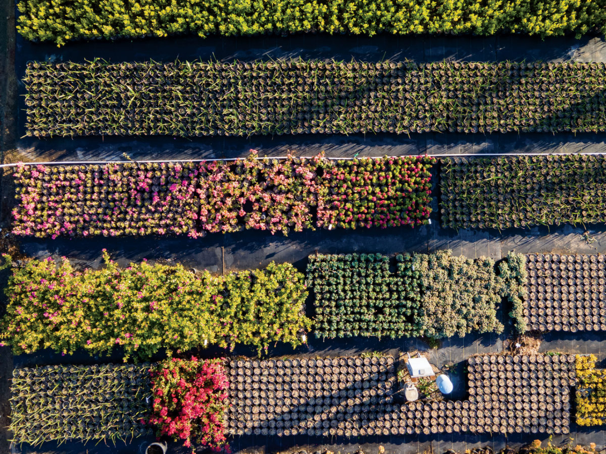 Grubb and Nadler Nursery Tour Plants from Above