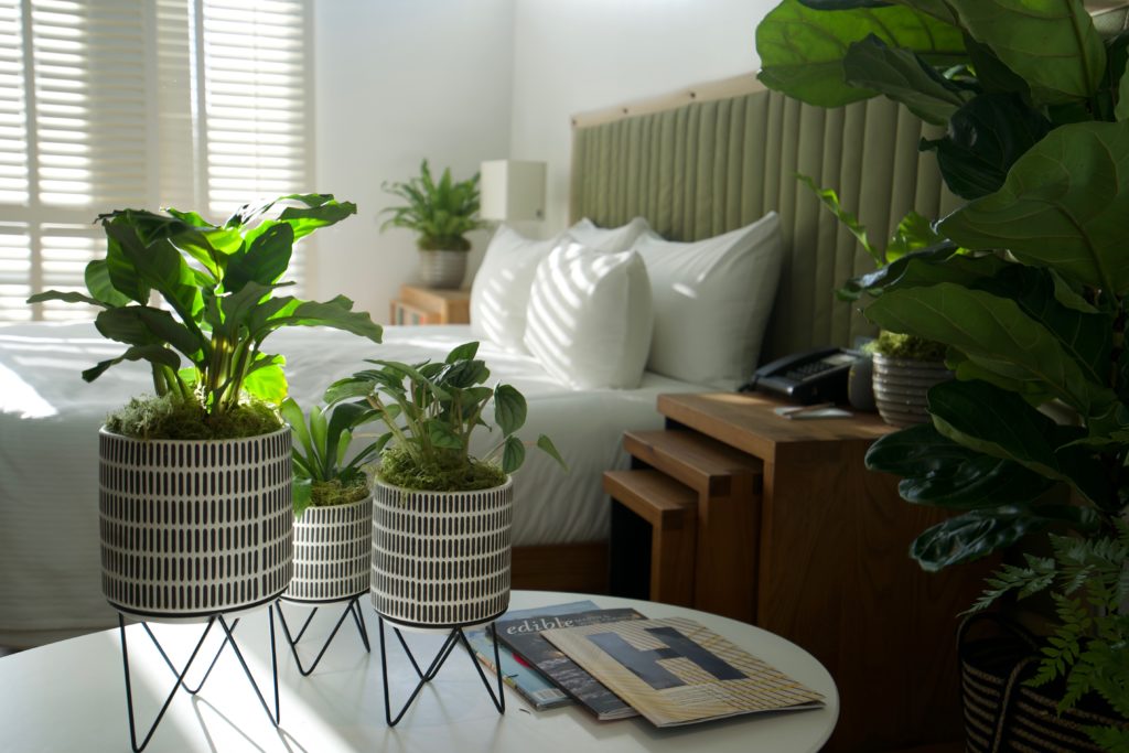 h2hotel room in Healdsburg with houseplants