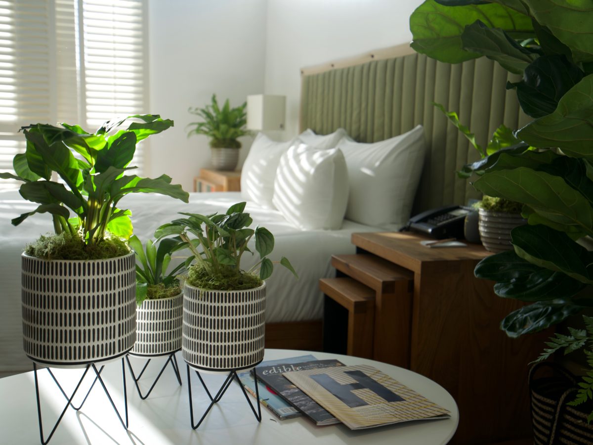 h2hotel room in Healdsburg with houseplants