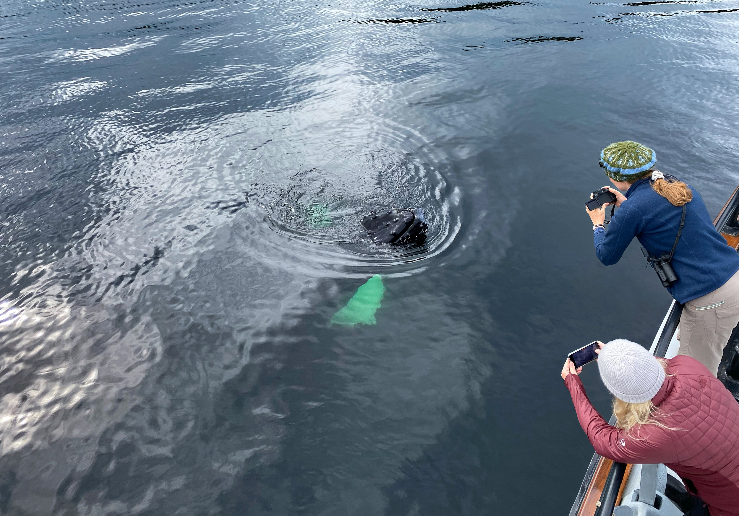 glide-into-calm-bays-for-unforgettable-close-encounters