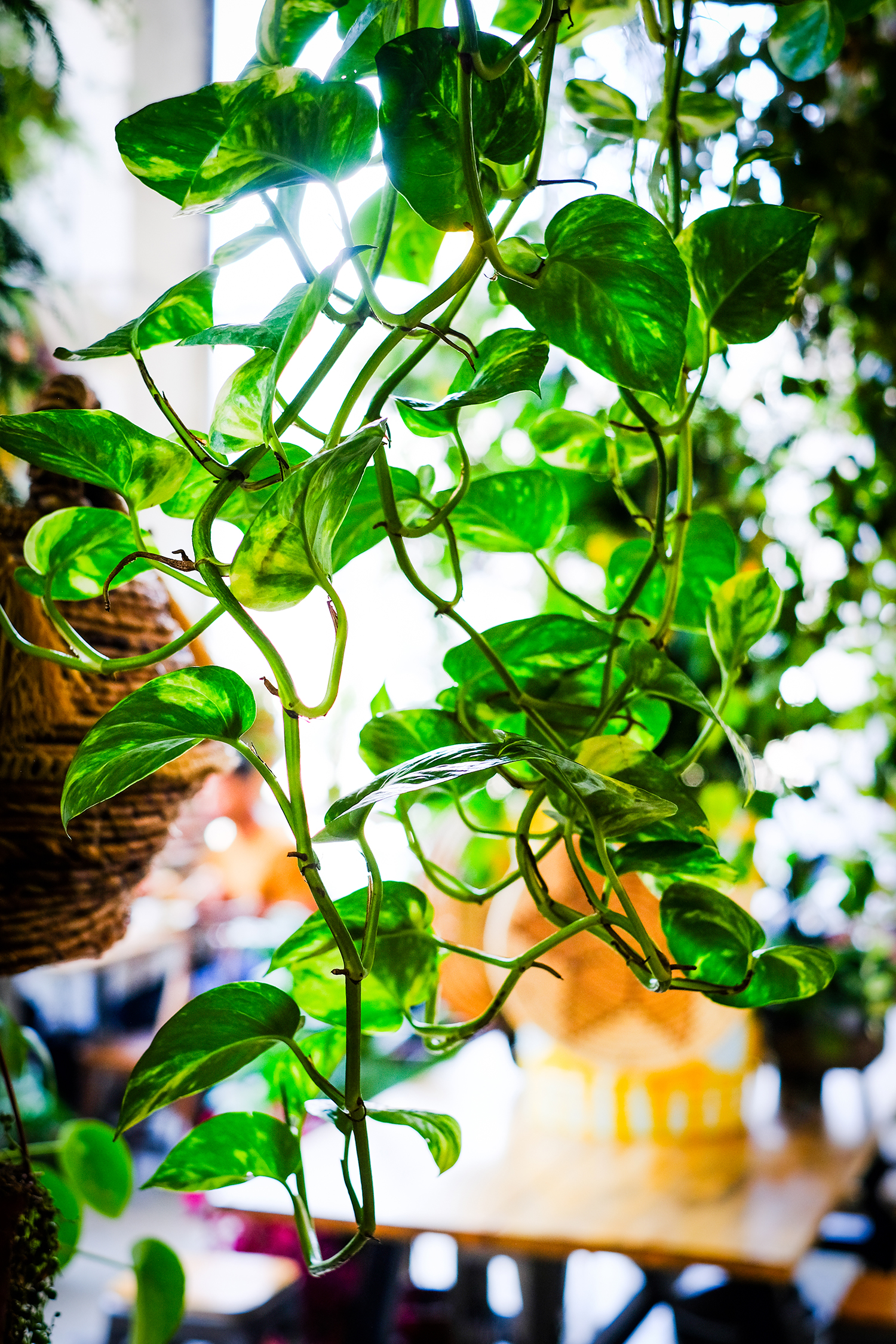 Hanging Plant at Yuko Kitchen