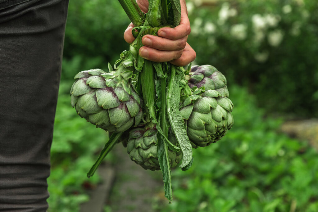 Harvest Artichokes