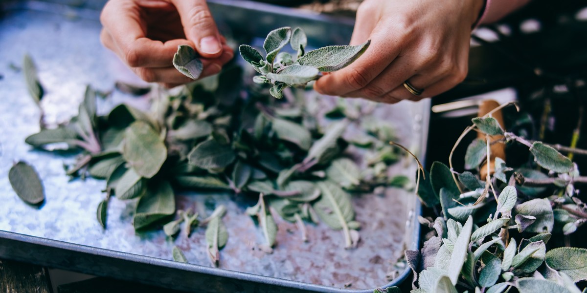 Harvesting Sage Salvia Garden