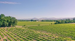 Healdsburg Vineyards