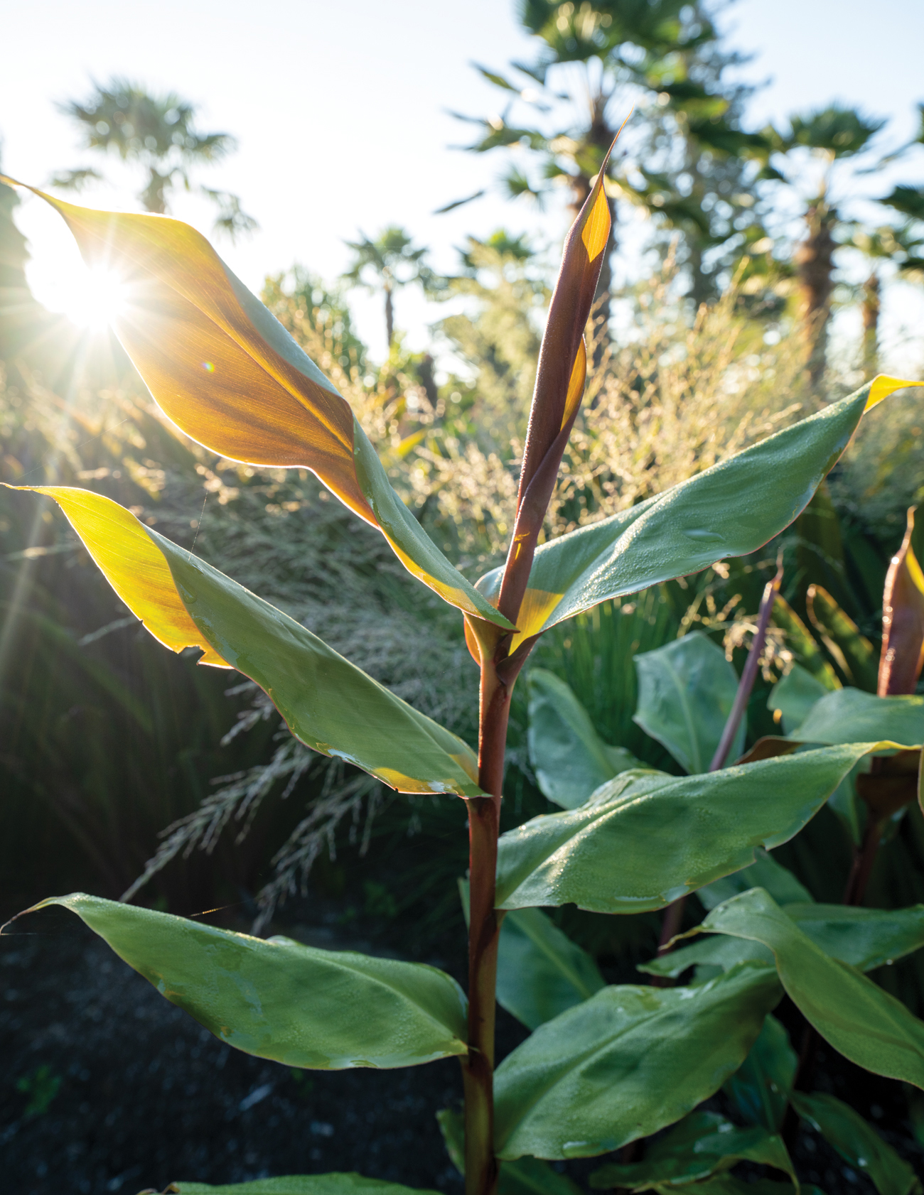Hedychium Maximum Foliage