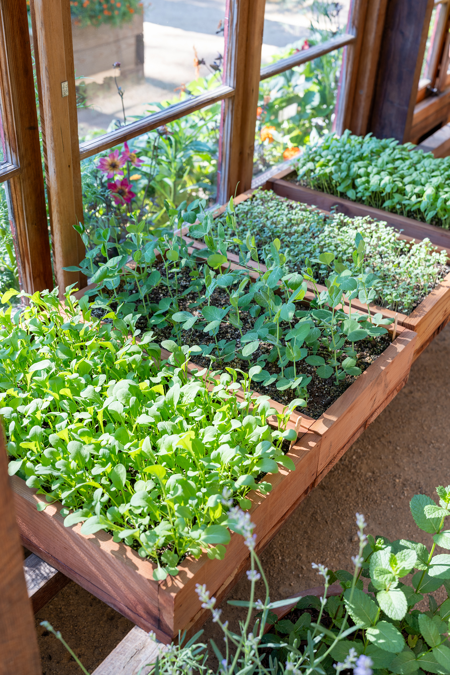 Herb San Geronimo Green House